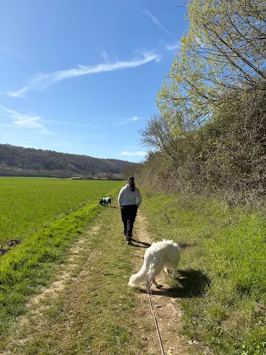 Éducateur Comportementaliste Canin - l'École d'Hélios