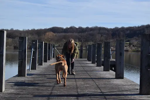 Vagabondage Canin