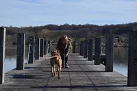 Vagabondage Canin