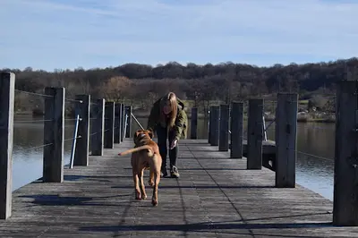 Vagabondage Canin