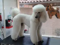 A Beauté Canine