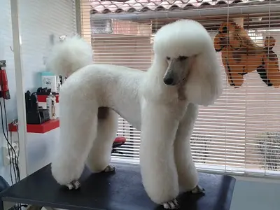 A Beauté Canine