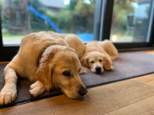 Elevage Golden Retriever les Amours du Champ Doré