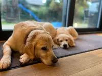 Elevage Golden Retriever les Amours du Champ Doré