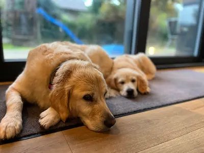 Elevage Golden Retriever les Amours du Champ Doré