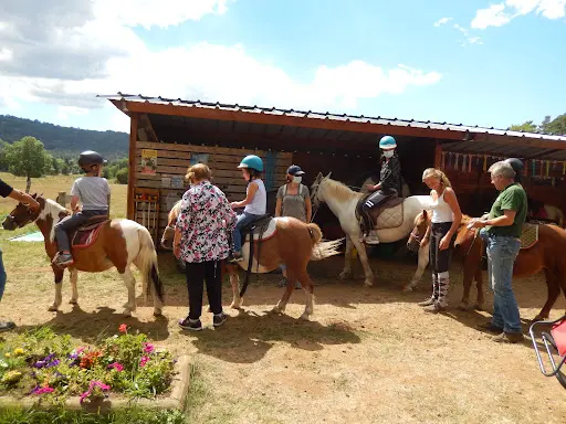 Western Poneys