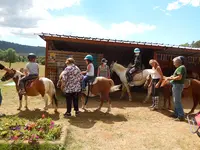 Western Poneys