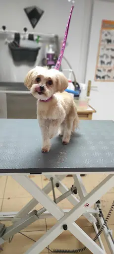 Toilettage Sarah ,salon de Toilettage À Muttersholtz