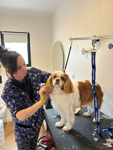 La Main À la Patte, Salon de Toilettage Chiens & Chats sur Rdv du Lundi au Samedi