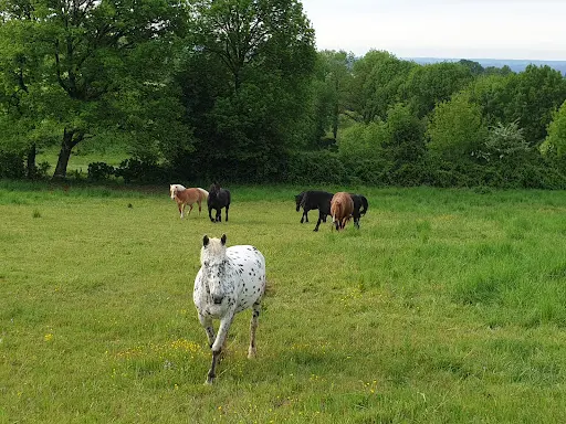 Jardin du P Tit Cheval - Obéline Mortier