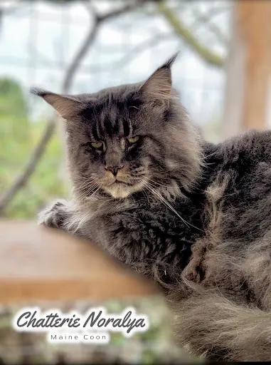 Chatterie Noralya Maine Coon