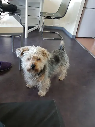 Aristochien l'