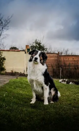 Dog Session - Educateur Comportementaliste Canin À Nancy Meurthe-et-moselle 54 - Gaëtan Lacoste