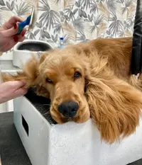 Institut Canin - Salon de Toilettage et Bien-être