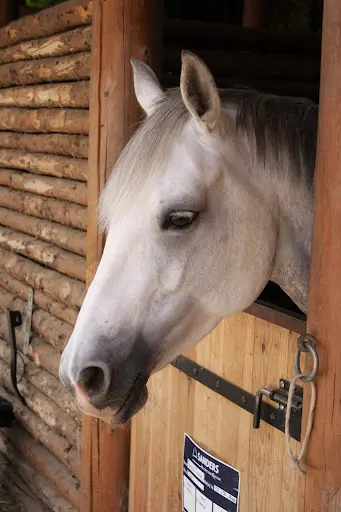 Poney-club de Nancy
