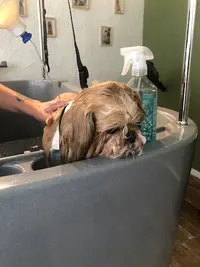 Enjoy Toilettage