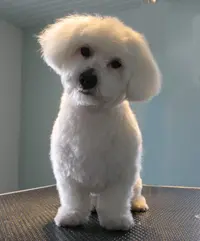 Doggy Bulle