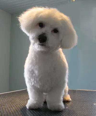 Doggy Bulle