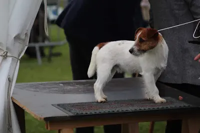 Élevage du Bois de Compiegne - Jack Russell & Shiba Inu