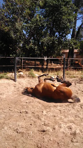 Equinans - le Centre Equestre de Nans les Pins - Cheval Passion & Aventures