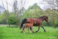 Poney Club Larzac et Vallées - Elevage du Durzon
