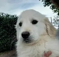 Élevage de la Forêt des Princes : Éleveur de Golden Retriever, Cocker Anglais, Teckel Poil Dur en Meuse (grand Est)