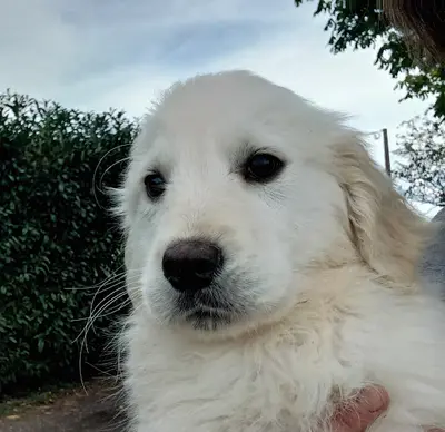 Élevage de la Forêt des Princes : Éleveur de Golden Retriever, Cocker Anglais, Teckel Poil Dur en Meuse (grand Est)