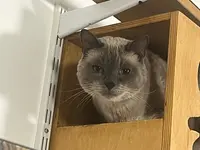 Chat Ou Pension