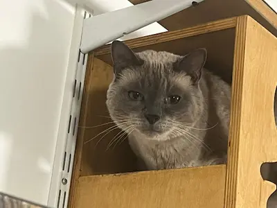 Chat Ou Pension