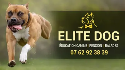Elite Dog