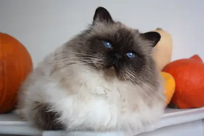 Chatterie du Hameau de la Reine