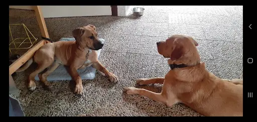 Chiens des Ducs