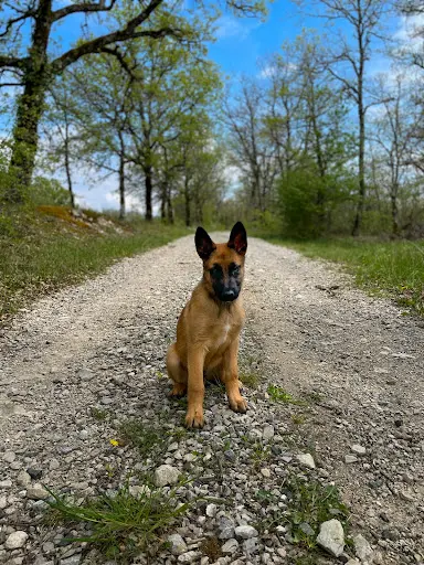 Comport Canin - Éducateur Comportementaliste Canin
