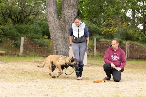 Dogtrailer Educateur Comportementaliste Canin Nantes
