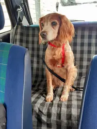 Education Canine - Chiens des Ducs