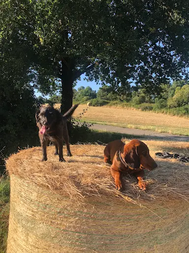 Juste le Chien - Éducation Canine À Nantes