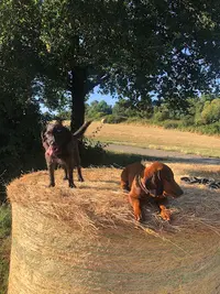 Juste le Chien - Éducation Canine À Nantes