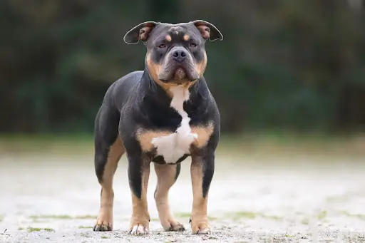 Sfds - Éleveur d'American Bully À Nantes & Éducateur Canin
