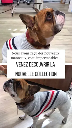 Shypie Toilettage Accessoires & Alimentations