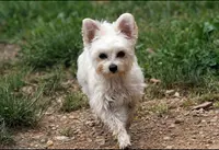 Au P Ti Nez Rose