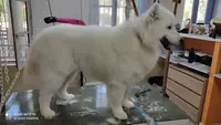 Botitou