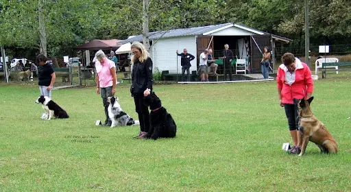 Club Education Canine Cecpa