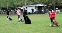 Club Education Canine Cecpa