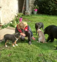 Scoubi Dog Services