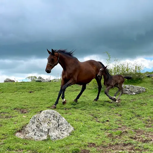 Pôle Équestre de L’aubrac