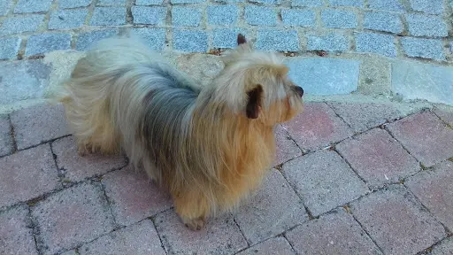 Oh My Dog
