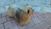 Oh My Dog