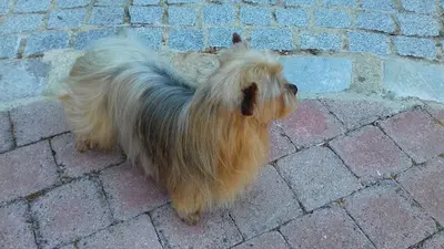 Oh My Dog