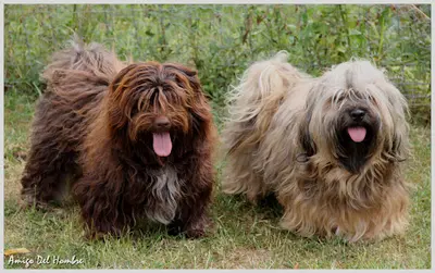 Élevage Familial de Bichons Havanais Amigo Del Hombre