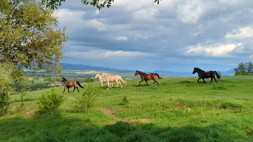 Les Chevaux d'en Bel Air